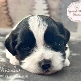 Morkie, Shorkie, and Yorkshire Terrier Puppies from Yorkie and Morkie Boutique