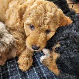 Assorted Doodle Crosses Puppies from Do Wah Diddy Doodles
