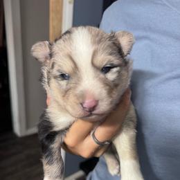Johnny cash - Merle male Pomsky puppy in Sturgis, Kentucky from Furever Pomskies