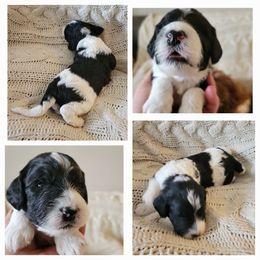 Cavapoo Puppies from Maggie's Cavapoo Puppies