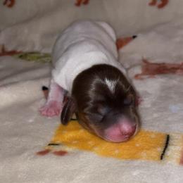 Omega - Piebald male Dachshund puppy in Liberty Hill, Texas from Champion Dachshunds