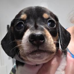 Gray collar, Pippie's black and tan piebald smooth boy - Piebald male Dachshund puppy in Caldwell, Idaho from Dozendachs
