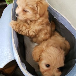 Maltese, Maltipoos, Poodles, and Shih Tzus from Marlees Puppies 1