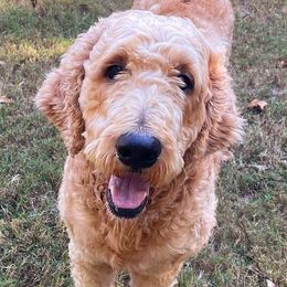 Goldendoodles from Denise Pound