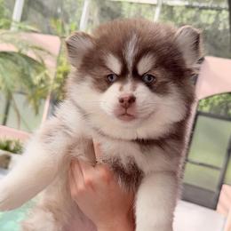 Firecracker - Red and white male Pomsky puppy in Spring Hill, Florida from Besties Paw Life