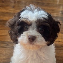 Bernedoodles, Cavapoos, Double Doodles, and Goldendoodles from Liberty Acres of Ohio