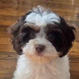 Bernedoodles, Cavapoos, Double Doodles, and Goldendoodles from Liberty Acres of Ohio