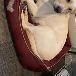 Stella - Labrador Retriever