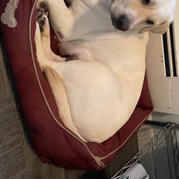 Stella - Labrador Retriever