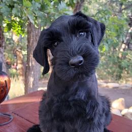 Sabine AKC  Imported Russian champion lines - Black female Giant Schnauzer puppy in Saratoga Springs, Utah from Happy Beard Schnauzers