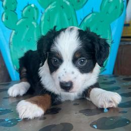 Black Tri 2 - Black tri male Toy Australian Shepherd puppy in Hawley, Texas from Foxy’s Dachshunds & Toy Aussies