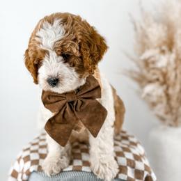 Hattie's Last Chapter- Finale - Parti male Goldendoodle puppy in Russell Springs, Kentucky from Milk & Honey Doodles