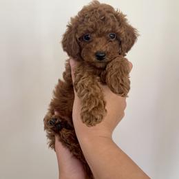 Goldendoodle and Poodle Puppies from Luxipawspoodlesanddoodles