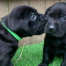 Labrador Retrievers from Bayou Creek Retrievers