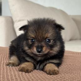 Girl 3 - Black and tan female Pomeranian puppy in Meridian, Idaho from Idaho_poms