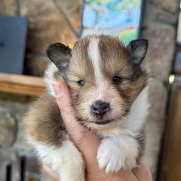 Bubbles girl 3 - Sable and white female Shetland Sheepdog puppy in Catawba, North Carolina from Candescent Shetland Sheepdogs