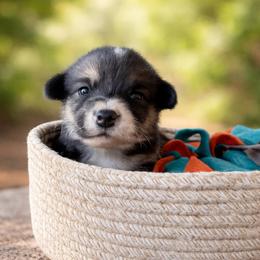 Diamond - Tri Girl - Black and tan female Pembroke Welsh Corgi puppy in Griffin, Georgia from Rollnoaks & Cottontail AKC Pembroke Welsh Corgis