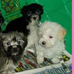 Havanese from Allstar Havanese