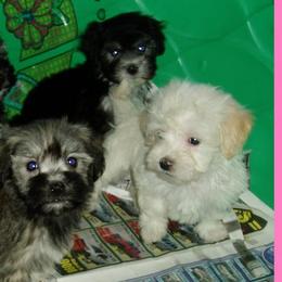 Havanese from Allstar Havanese