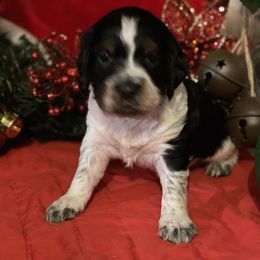 English Springer Spaniel Puppies from Powers English Springer Spaniels