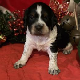 English Springer Spaniel Puppies from Powers English Springer Spaniels