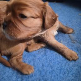 Grape - Ruby male Cavalier King Charles Spaniel puppy in Shirley, Massachusetts from StoryBook Cavaliers LLC