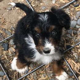 Smaller Black Tri, Male - Black tri-color male Aussiedoodle puppy in Parma, Idaho from Arena Valley Acres