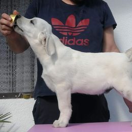 Labrador Retriever Puppies from Wagador Labrador Retrievers