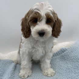 Ollie - Parti male Goldendoodle puppy in Kansas City, Kansas from Bella & Ivy’s Mini Goldendoodles of KC