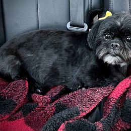 Sadie - Shih Tzu