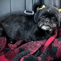 Sadie - Shih Tzu