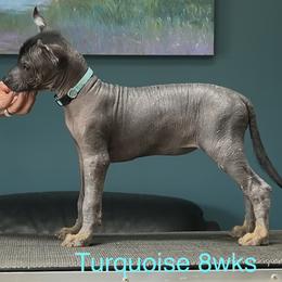 Turquoise hairless girl - Black female Xoloitzcuintli puppy in Traverse City Area, Michigan from Kingslee Kennels