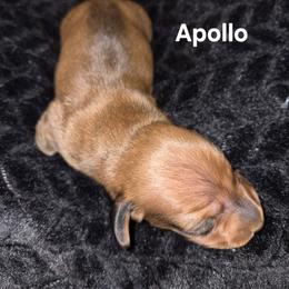 Apollo - Cream male Dachshund puppy in Sibley, Missouri from Weiner Warriors