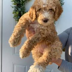 Aussiedoodle and Goldendoodle Puppies from Jackson County Doodles