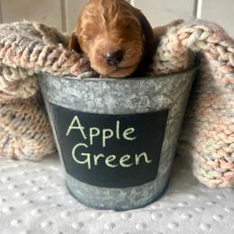 Apple Green - Apricot female Goldendoodle puppy in Grand Blanc, Michigan from Perry Farm Doodles