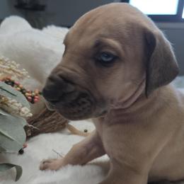Hunter - Fawn male Great Dane puppy in Albany, Oregon from Red Cloud Australian Shepherds and DeGray Great Danes & Bulldogs