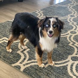 Ammo - Toy Australian Shepherd