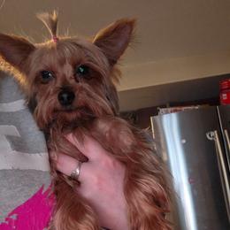 Eevee - Yorkshire Terrier