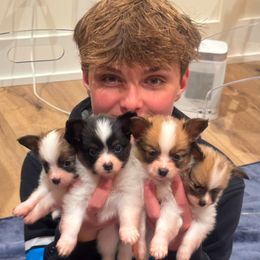 Papillon Puppies from Papillons in the Pines