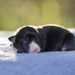 Btf1 - Black tri female Miniature American Shepherd puppy in Stephenville, Texas from Diamond H Aussies