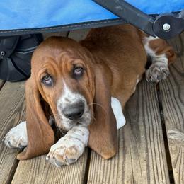 Cookie - Mahogany and white male Basset Hound puppy in Mebane, North Carolina from Happy Ridge Hounds