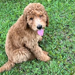 Goldendoodle Puppies from Goldendoodles Of Naples