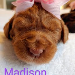 Australian Labradoodle Puppies from Lavender Fields Australian Labradoodles