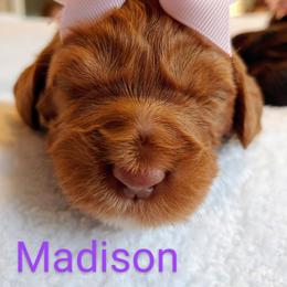Australian Labradoodle Puppies from Lavender Fields Australian Labradoodles