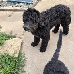 Light blue - Black and white male Sheepadoodle puppy in Eleva, Wisconsin from Molly’s Doodles