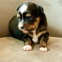 Charlotte - Black tri female Toy Australian Shepherd puppy in Bixby, Oklahoma from Roeboat Aussies