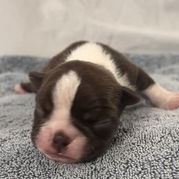 Boy 1 - Red male Boston Terrier puppy in Coopertown, Tennessee from Toon’s Boston Terriers