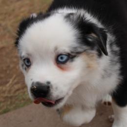 Rubble - Blue merle male Miniature Australian Shepherd puppy in Sonoita, Arizona from Gardner Canyon Kennels