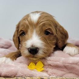Yellow Male - Apricot male Goldendoodle puppy in Great Falls, Montana from Montana Goldendoodles