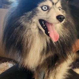 Abzu - Pomsky
